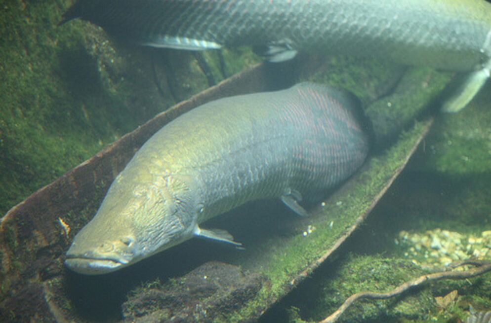 Ikan Arapaima Dilepaskan Di Sungai Brantas, Apakah Berbahaya?? Mario Bd jpg (994x655)