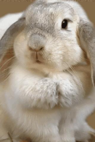 Cute rabbit.