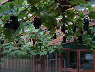 Conservatory grapevine sustainable gardening Centre for Alternative Technology Green Fingered Blog