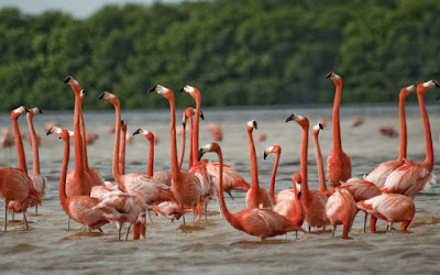 Anzali Lagoon in Gilan province is one of the promising destinations for birdwatching tours in Iran. The natural and beautiful features of Anzali lagoon are its tulips and migratory birds such as swans, pelicans, ducks and other carnivores.