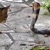 Μάχη μεταξύ Κόμπρας και Γάτας!  (Βίντεο)