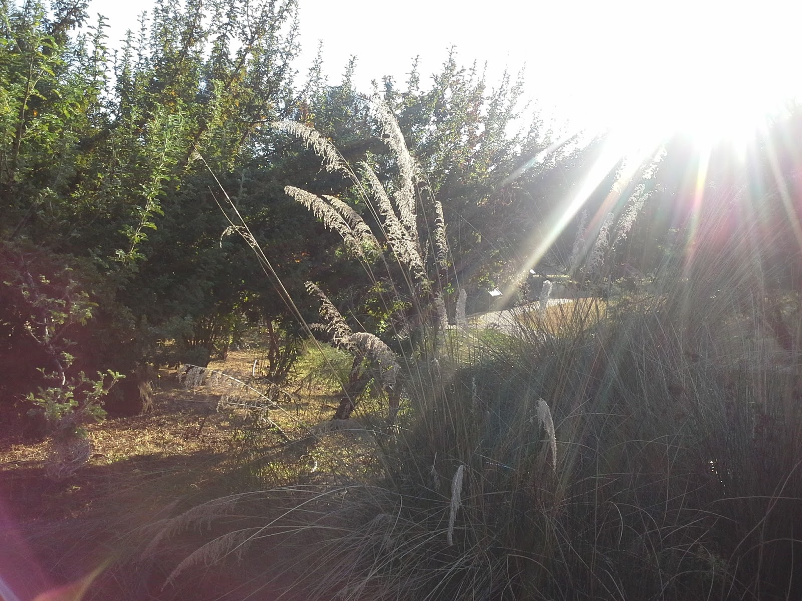 Go with Henry Sunset tea at the Pretoria Botanical gardens