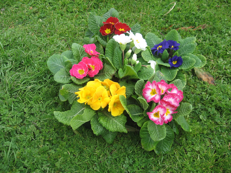 Cittaslow Botanik Park Cuha Cicegi Primula Bi Tki Cicek Dogal