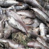 Denuncian mala práctica de la pesca industrial en playa de Santiago de Cao