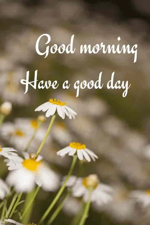 hd wallpaper of flower morning
