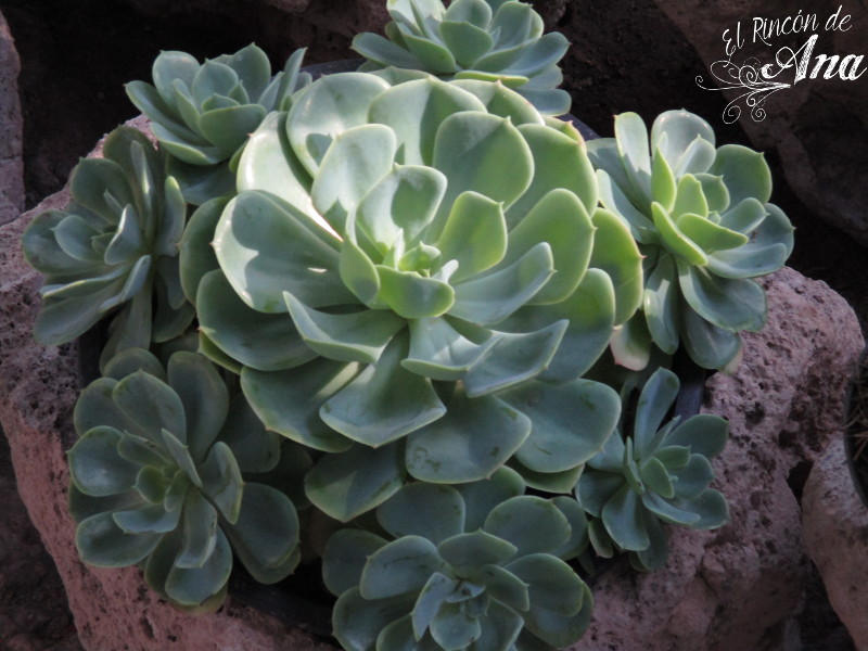 feria de la candelaria 2017