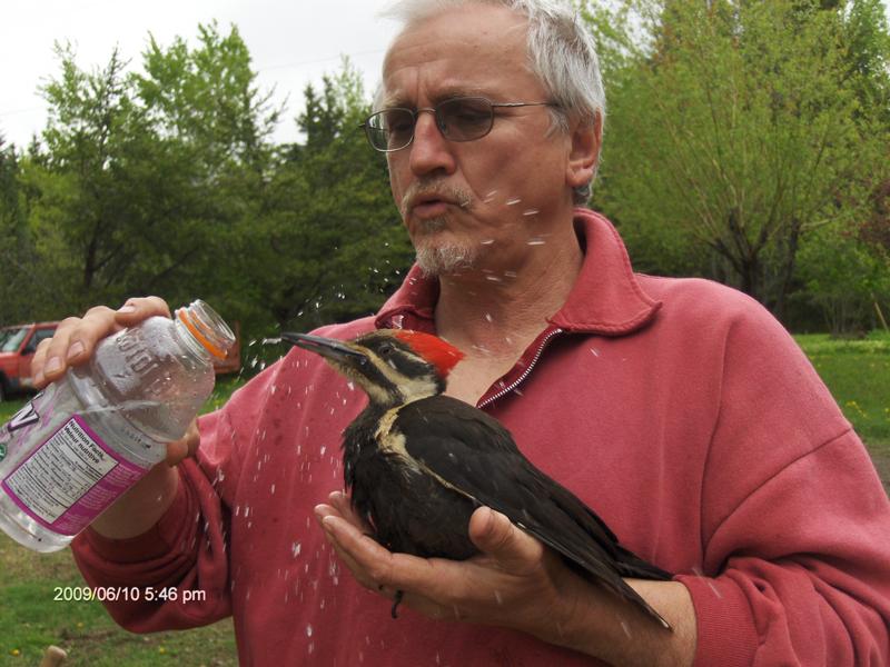 Incoming BYTES: Early Birds: Pileated Woodpeckers