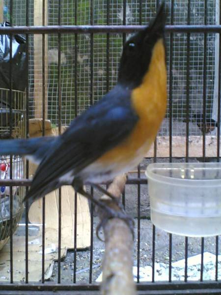 Galery Burung: gambar macam macam burung