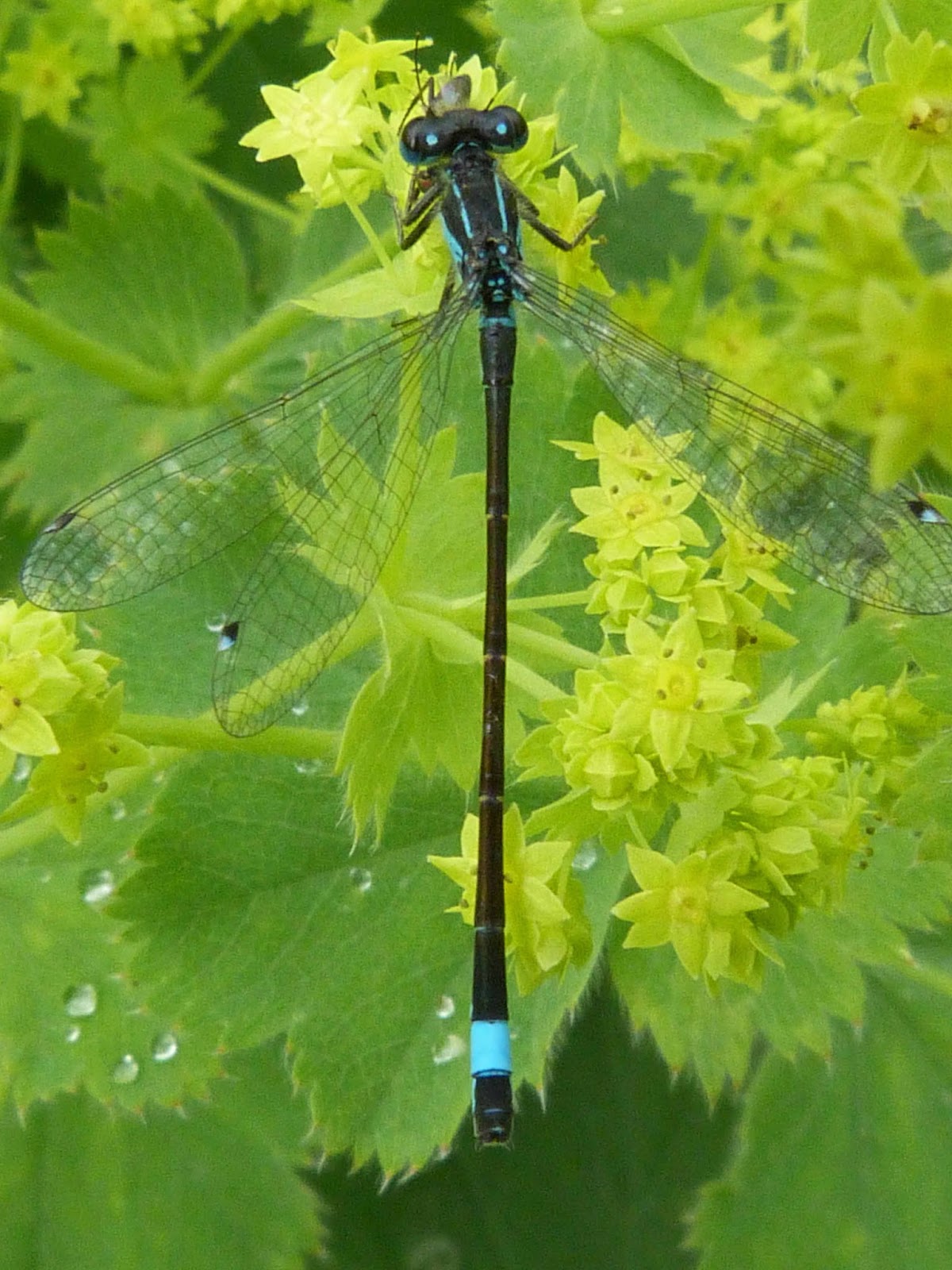 Insects of Scotland: