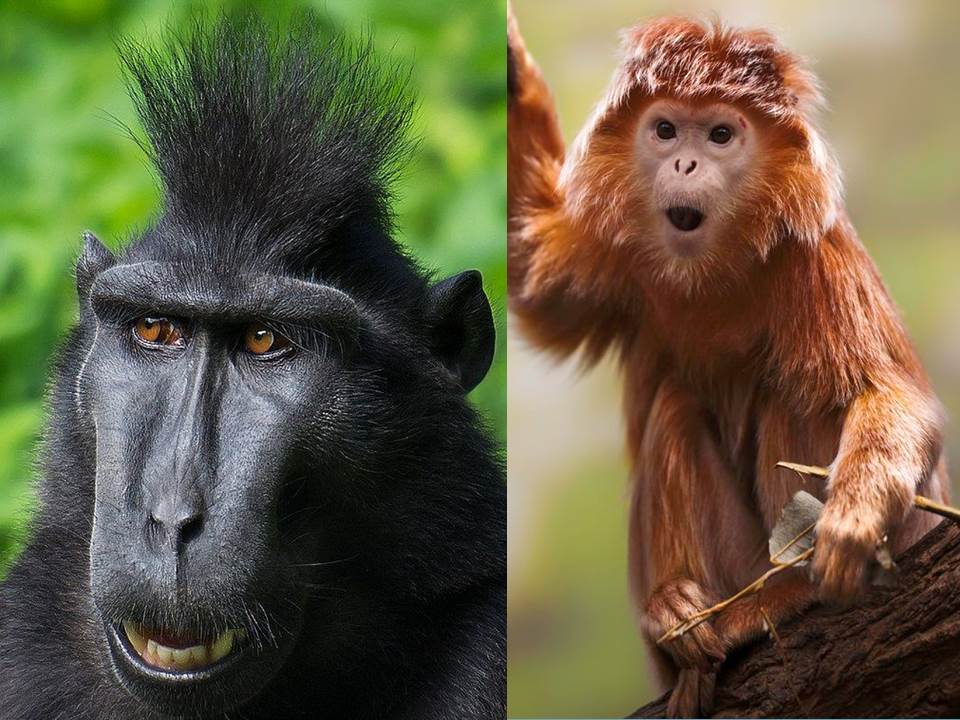 Ciências Naturais AEVA Album Animal Macacos Vários Tipos