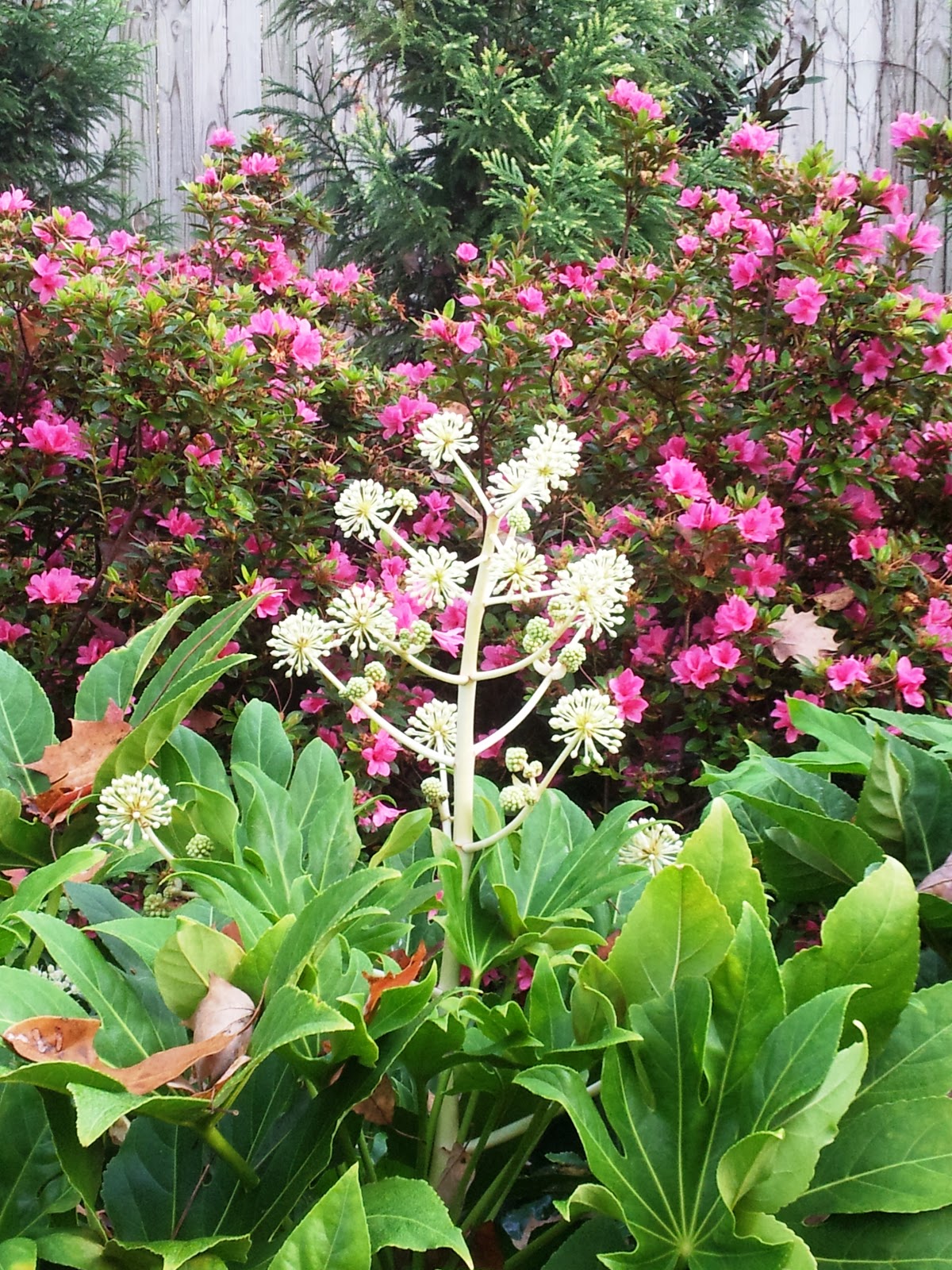 Robert Ketchell S Blog Pruning And The Japanese Garden