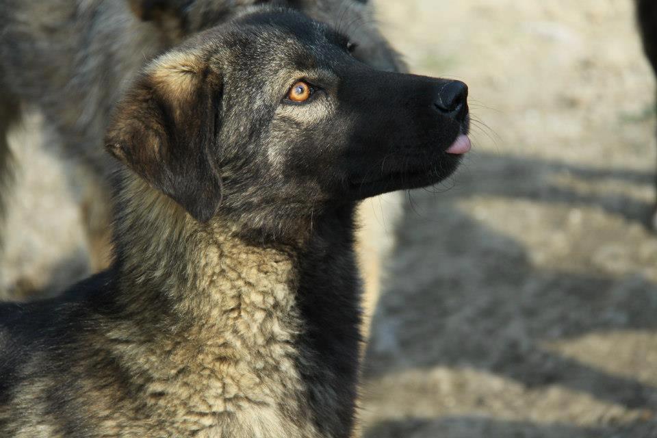 Puppies 7 months to 18 months Adopt a Rescue Dog HERAIB 9 month old