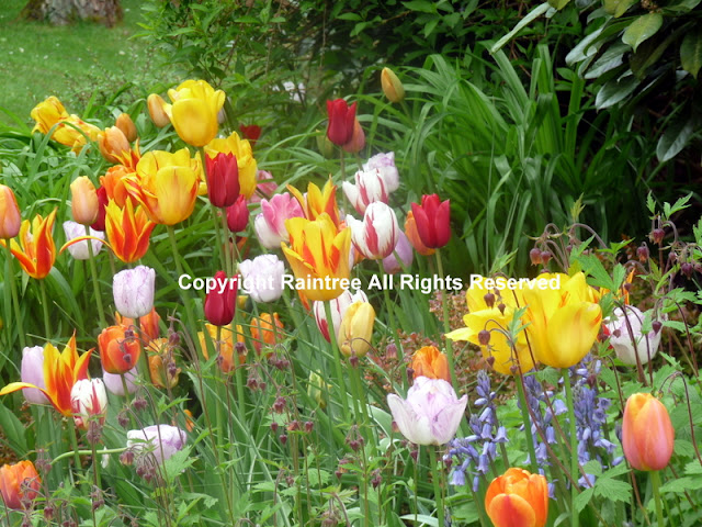 Colourful Spring flowers
