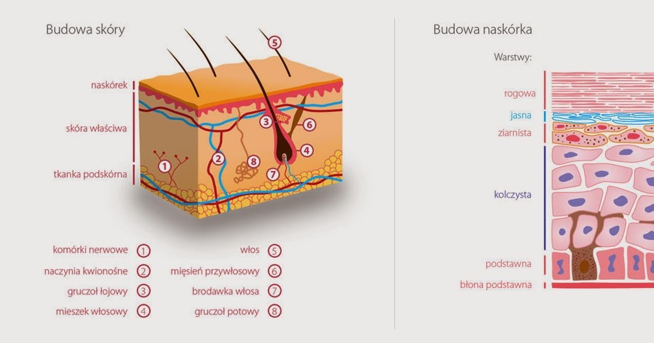Sprawdzian Z Biologii Organizm Człowieka Skóra Powłoka Organizmu Pdf Świat przyrody: skóra człowieka...