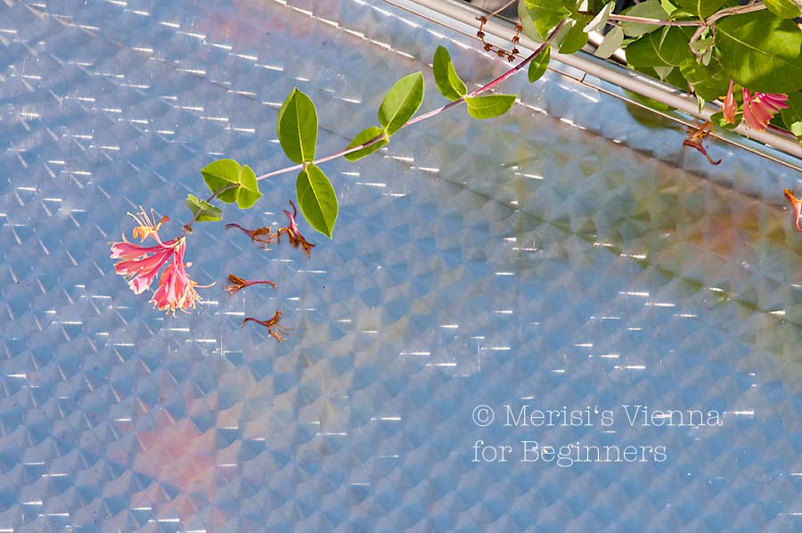 Merisi S Vienna For Beginners 09 01 2011 10 01 2011