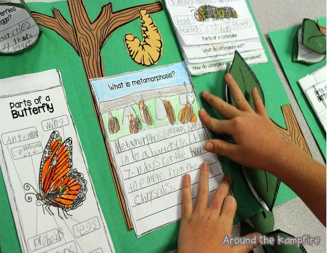  Butterfly life cycle foldable lapbook