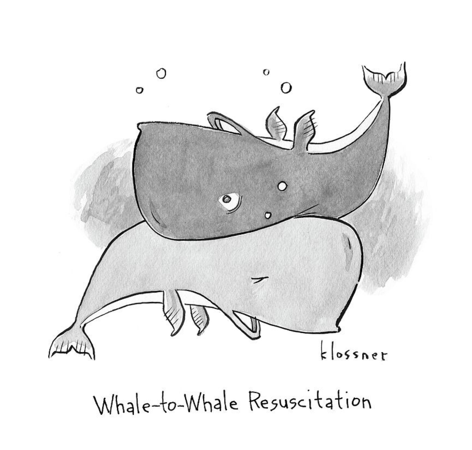 Attempted Bloggery: John Klossner's Whale-to-Whale Resuscitation