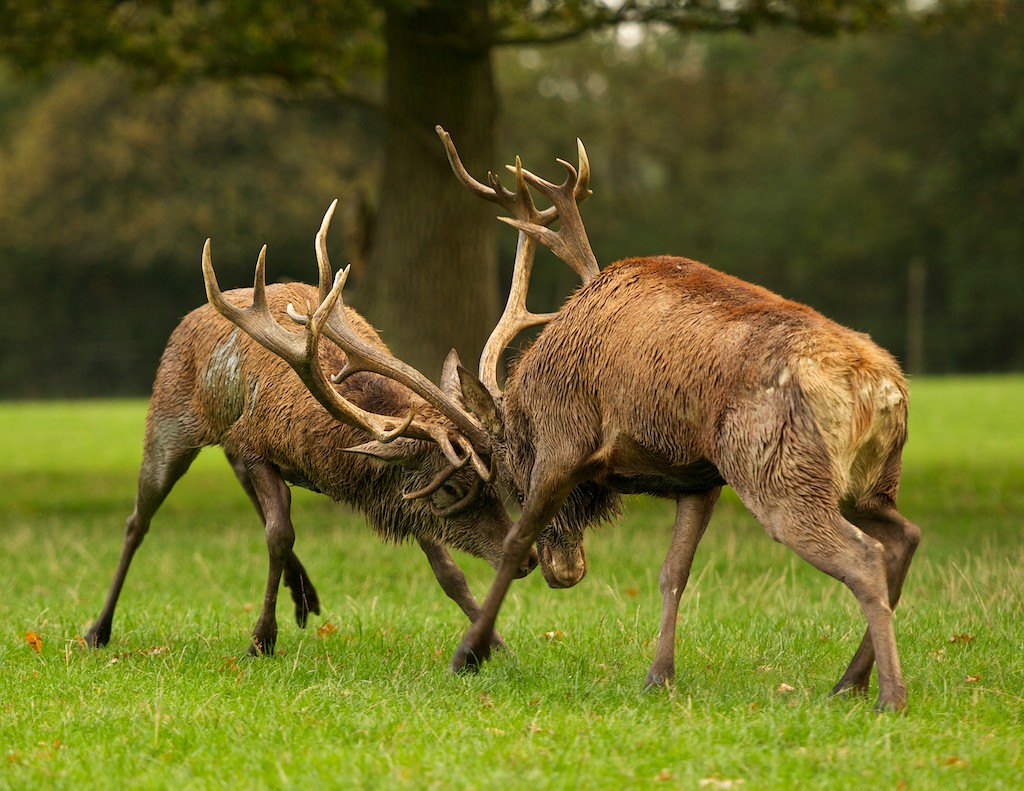Matt's Photos: Red Deer Rutting