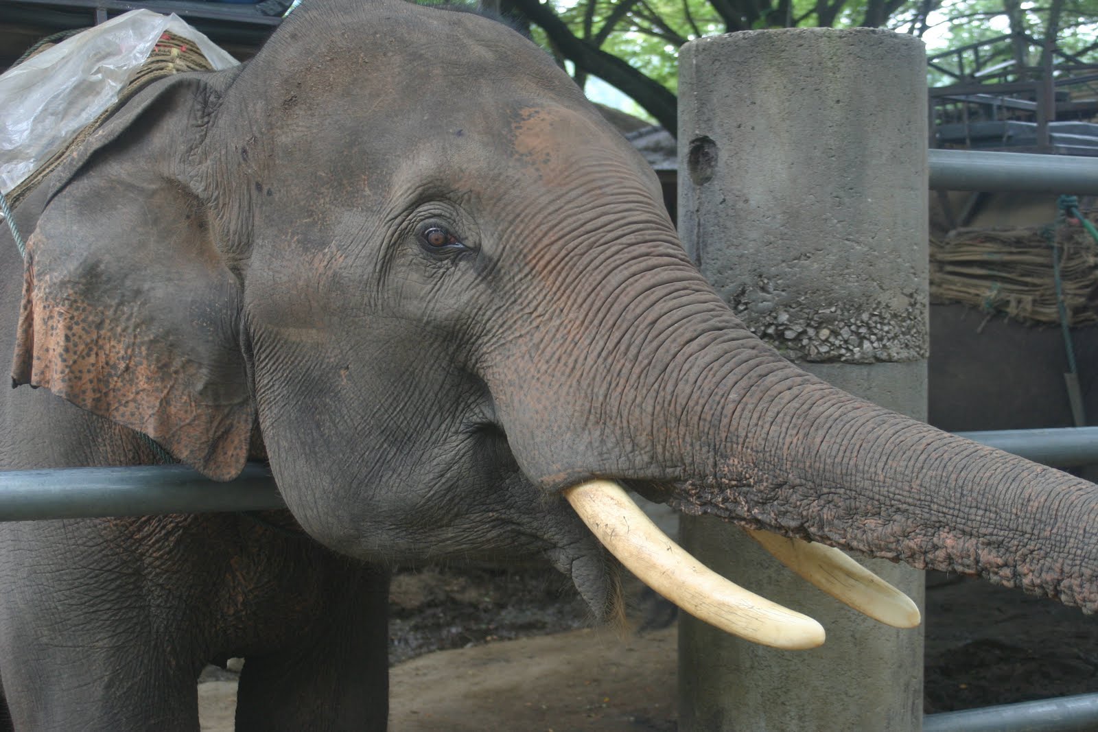Cannundrums: Indian Elephant