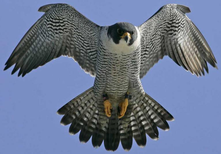 List of Animals That Start With F With Pictures - Eeinazryn