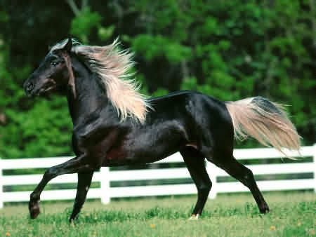 Черная андалузская лошадь