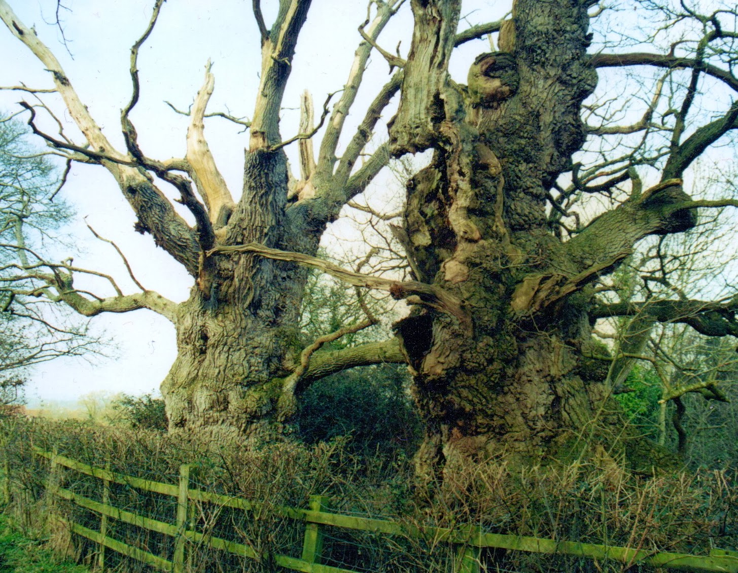 Writing the Past In Insula Avalonia Gog and Magog