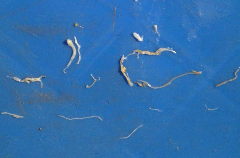How to control White feces disease in Shrimp Farming