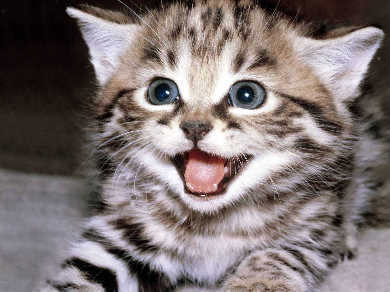 Ivanildosantos Gambar Kucing Lucu Pacaran