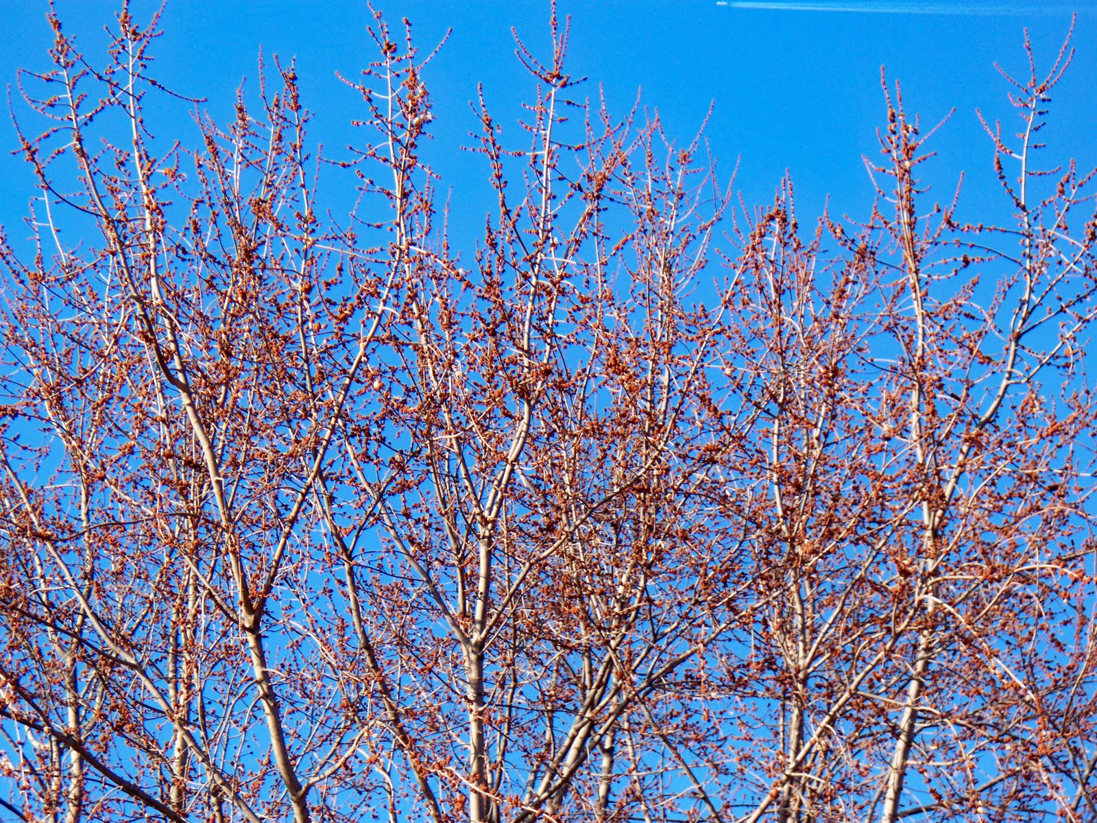 PlantPostings Fuzzy trees and other signs of spring