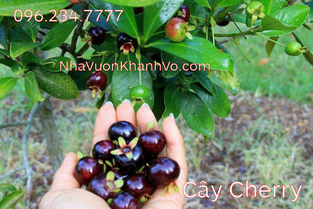 cay-cherry-khanh-vo-6.jpg