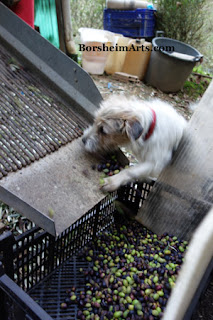 Dog helps with olive harvest - not 