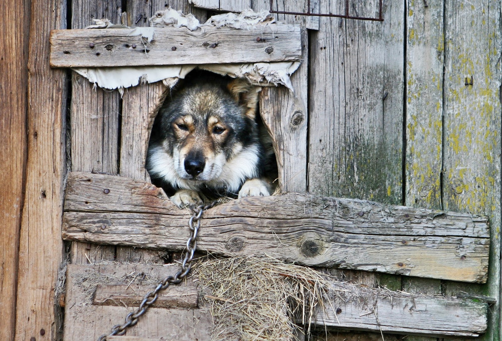 собака на цепи. собака в будке на цепи. собака на цепи. к чему снится собака на цепи. приснилась собака на цепи.