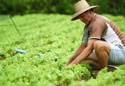 Governo destina quase R$ 29 bi para o Plano Safra da Agricultura Familiar. 