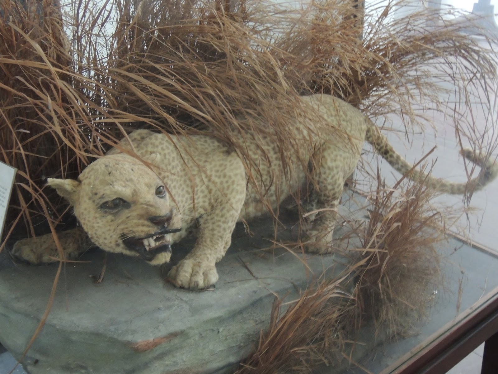 Abe's Animals Extinct wild cats of the 1900's