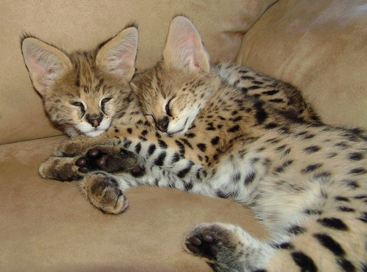 Animals World wallpapers of animals serval cats collections