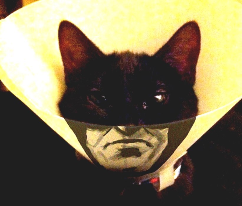 Elizabethan Collar Cone For Cat