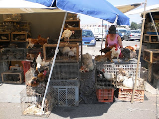 portugal, animal cruelty, markets