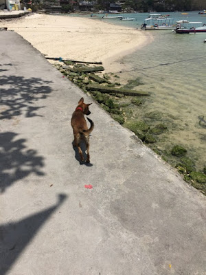 ビーチ沿いを歩く犬