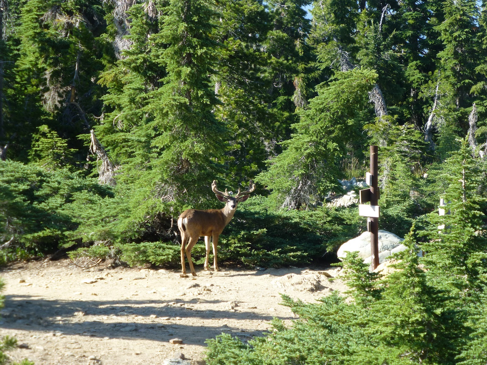 A big deer on the trail, right by where we camped for the night