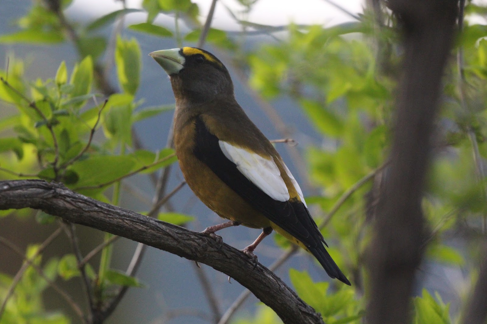 Chris Siddle Okanagan Birder Birds of Vernon and the North Okanagan