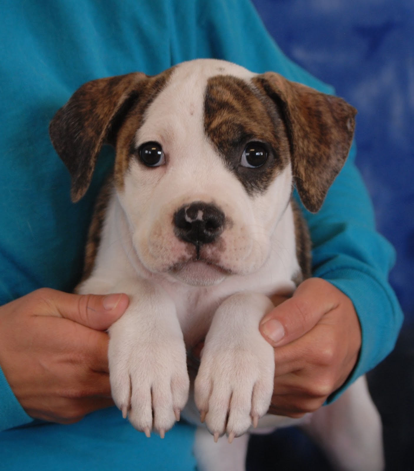 pet rescue puppies for adoption