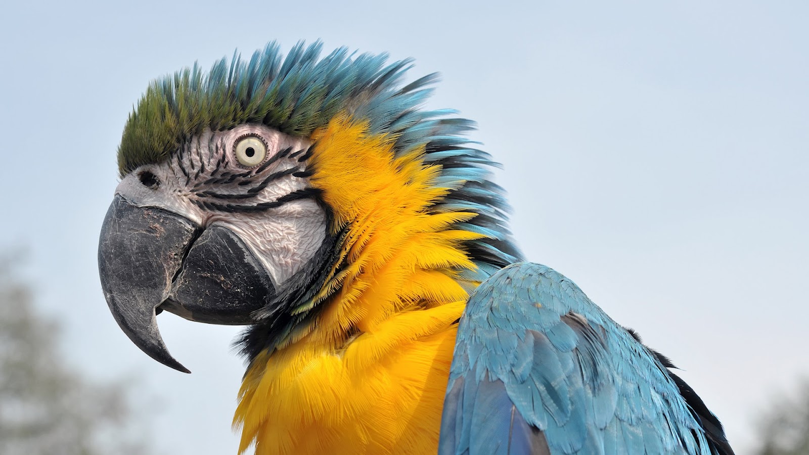 Top 47 Most Dashing And Beautiful Parrot Wallpapers In HD