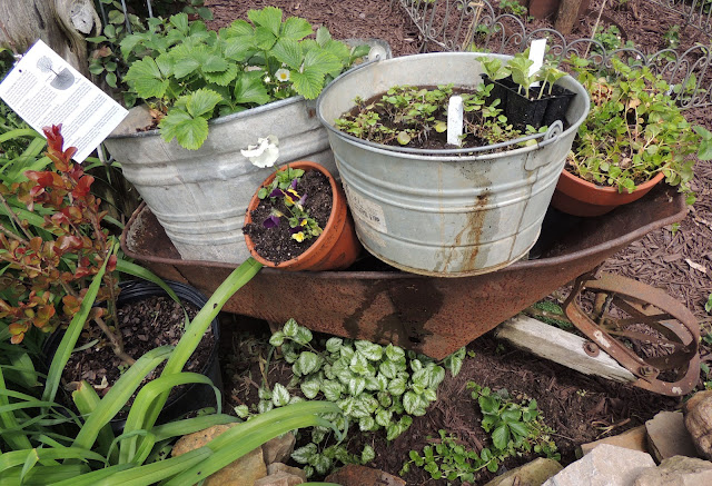 Hopalong Hollow Gazette Do I Look French To You History In A