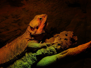 リヴォルノ水族館の爬虫類