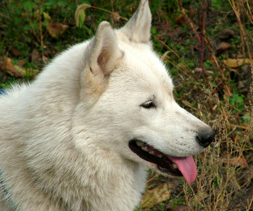 white siberian husky different breeds of dogs pictures cute dog pics