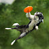 Dogs Can Fly: Photographer Shoots Dogs In Mid Air With Hilarious Results (3 Photos)