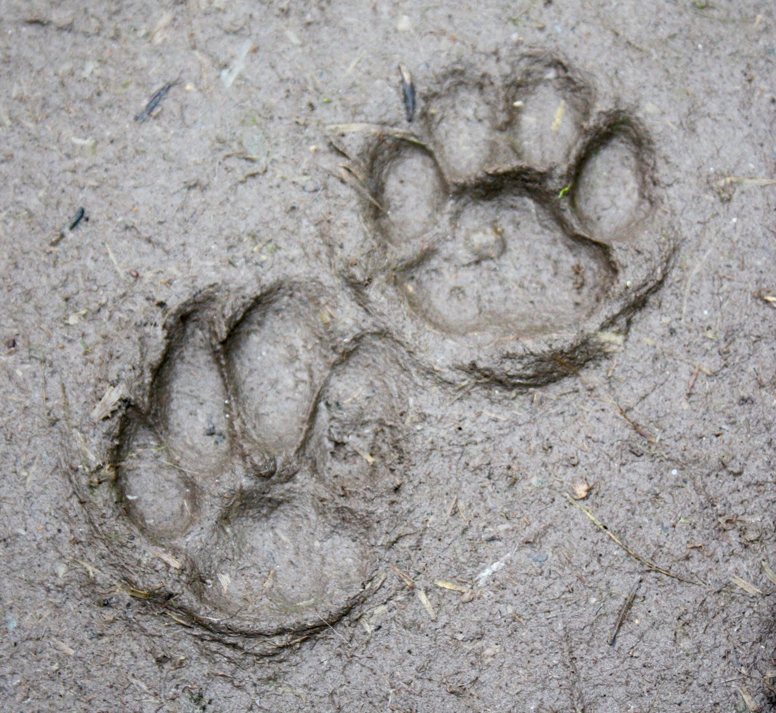 A Little Ray of Sunshine! Paw Prints