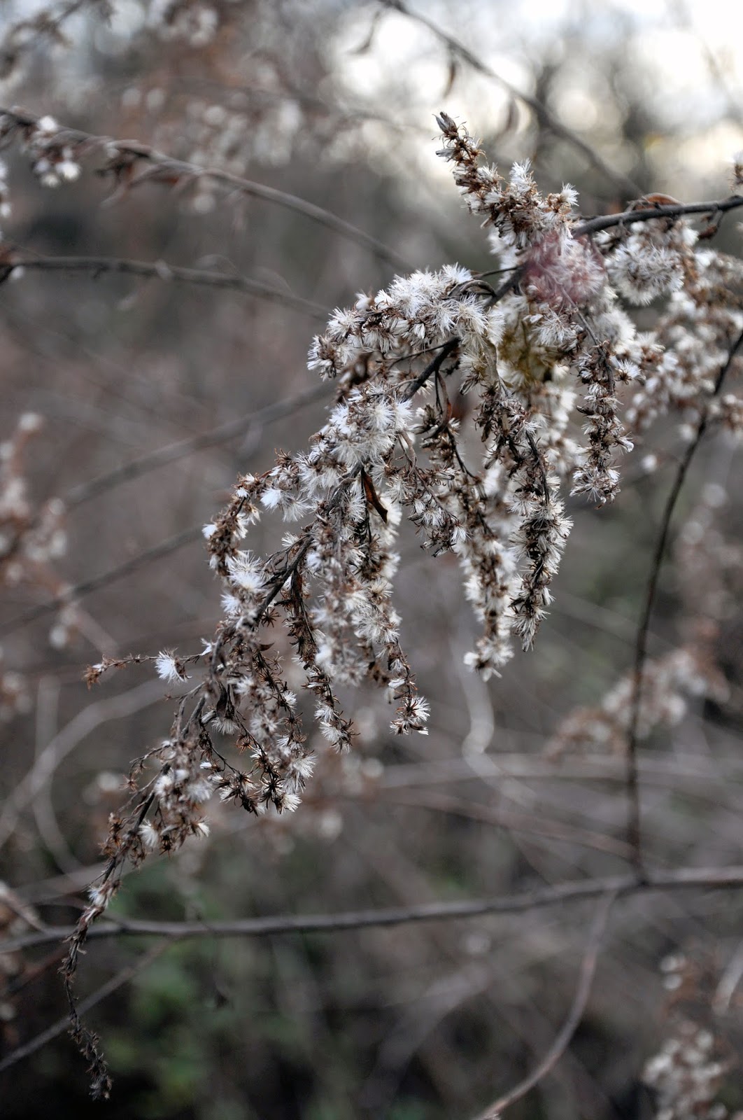Winter Wildflowers