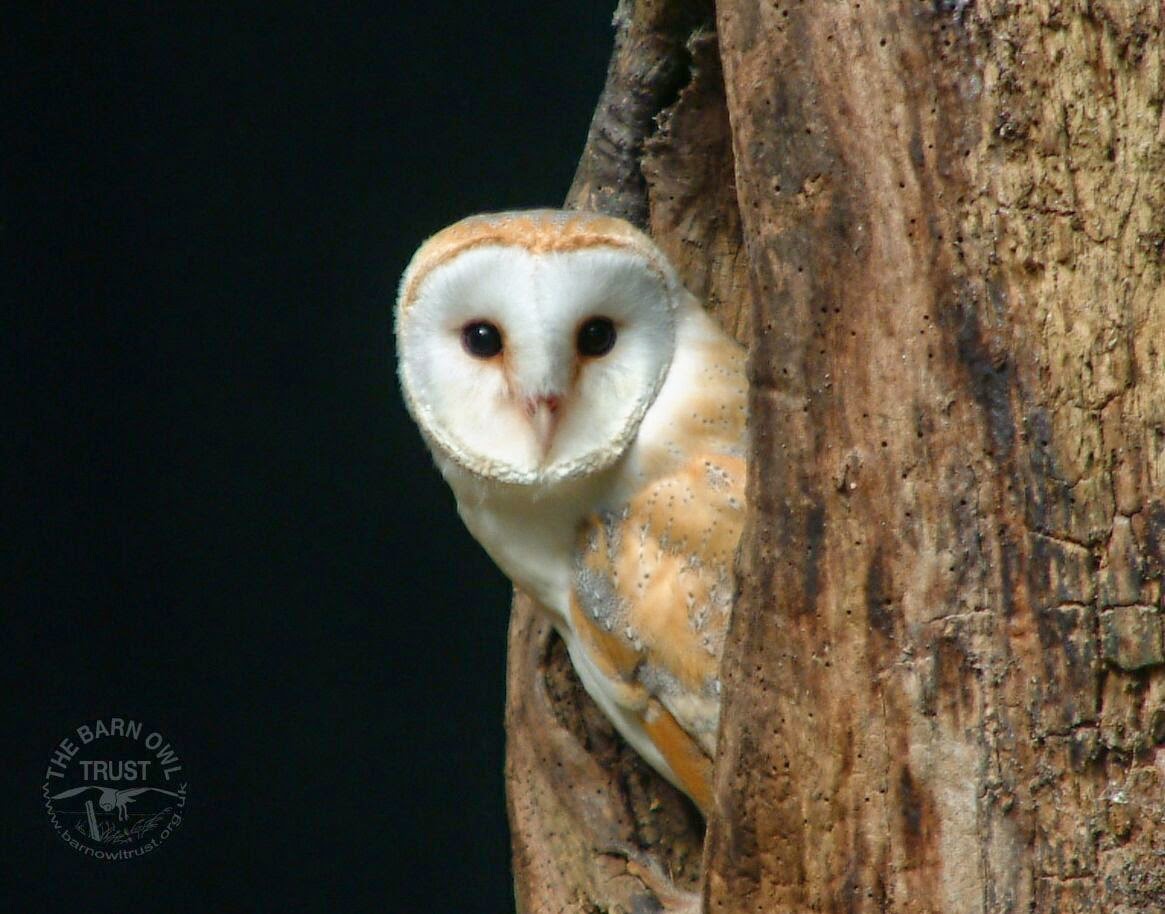 nocturnal animals nocturnal animals