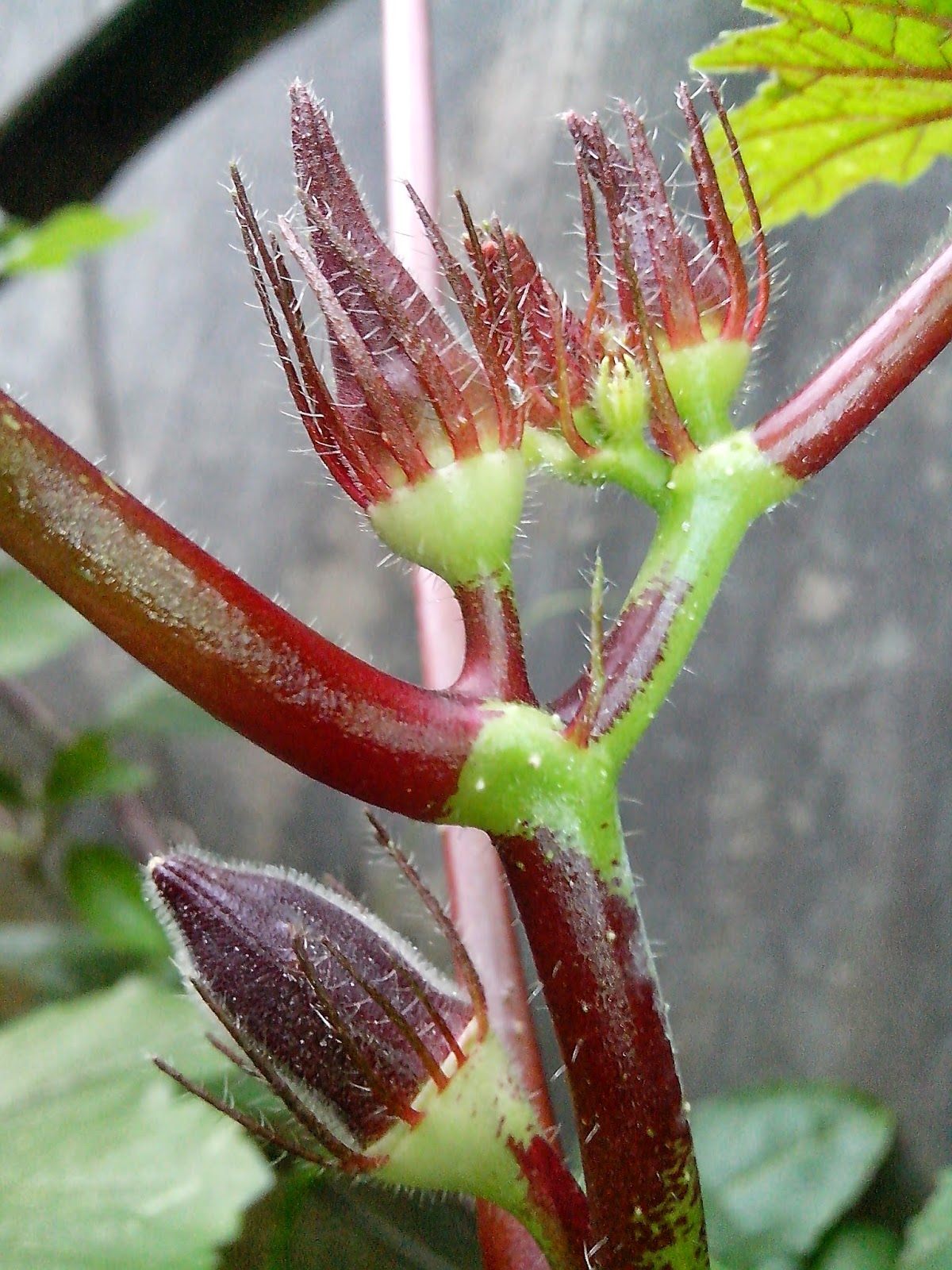 Endah Murniyati's Journey RED OKRA BLOSSOM
